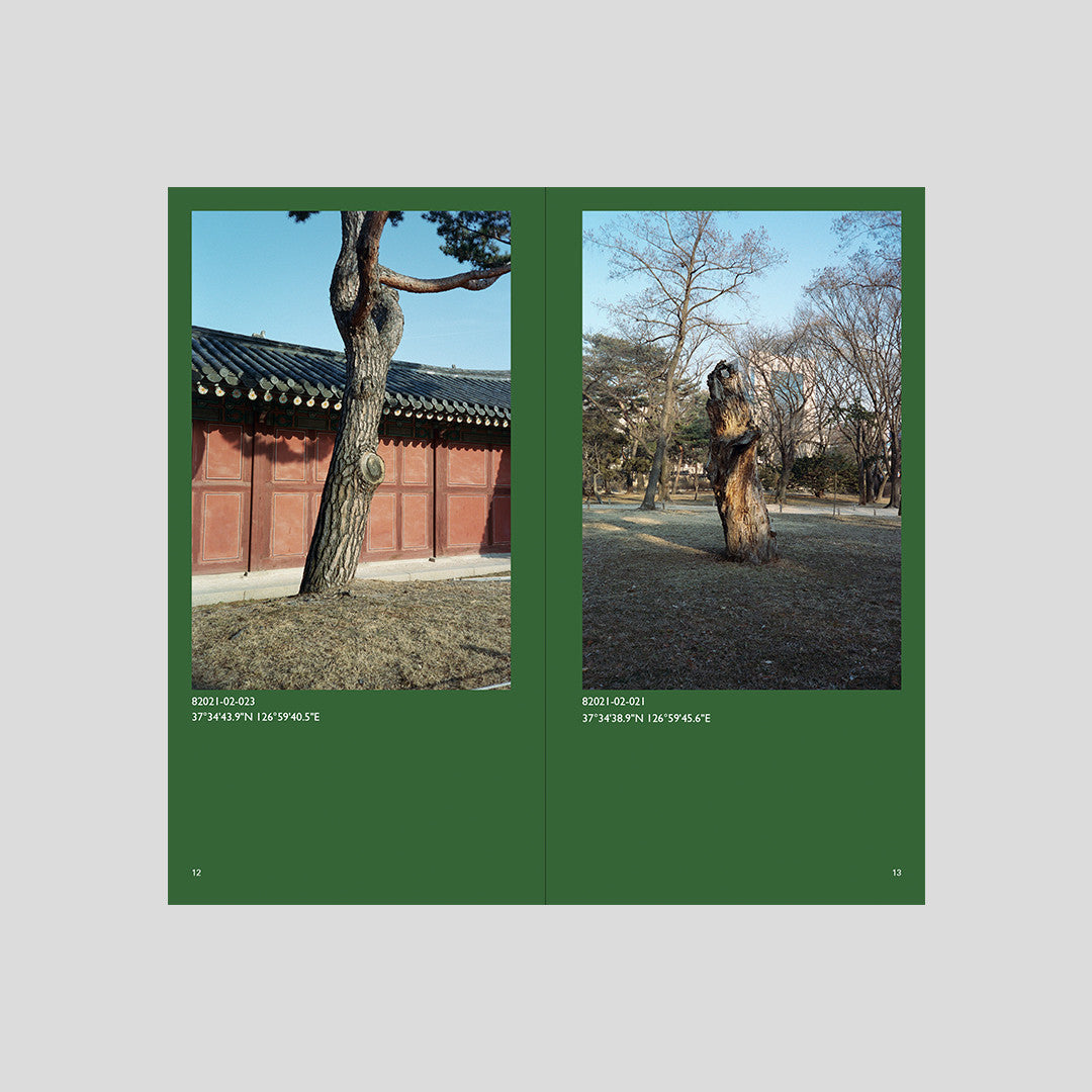 서울 나무 - Jeon Seeyoung 전시영 - CAVA LIFE